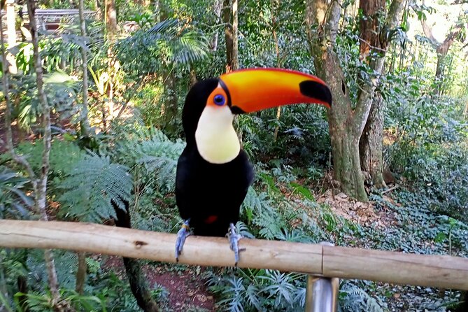 1 Day Private Tour of Brazilian and Argentine Waterfalls - The Brazilian side: the big picture
