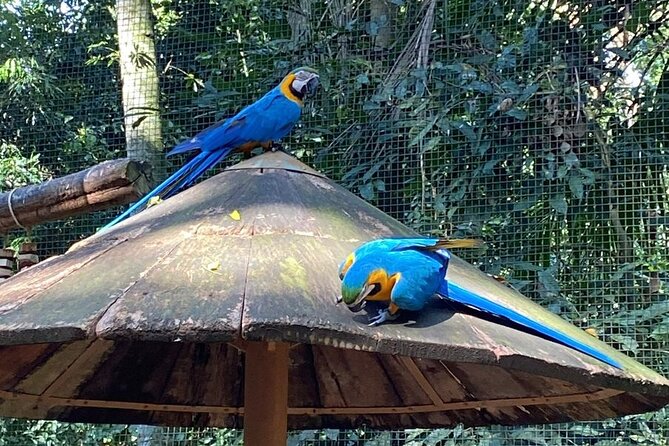 1 Day Private Tour of Brazilian and Argentine Waterfalls - Walking, weather, and what to bring