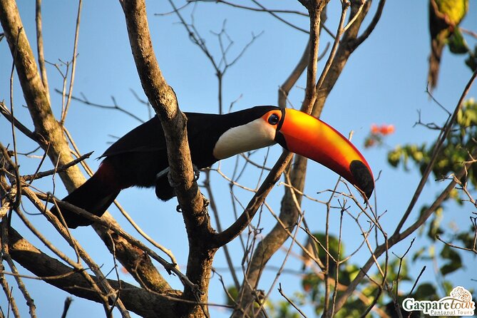 2 Days and 1 Night Pantanal Eco Tour from Cuiabá - Key points to know before booking