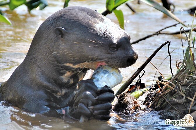 2 Days and 1 Night Pantanal Eco Tour from Cuiabá - From Cuiabá to the Transpantaneira motorway