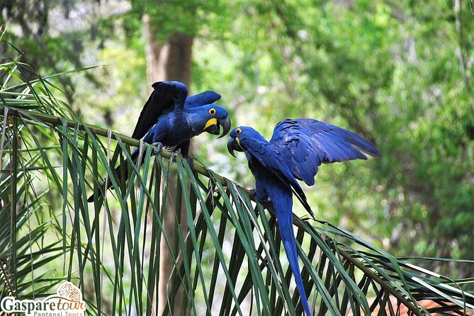 2 Days and 1 Night Pantanal Eco Tour from Cuiabá - What wildlife viewing is really like