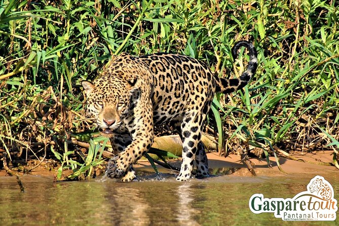 2 Days and 1 Night Pantanal Eco Tour from Cuiabá - Is $1,006.28 a fair price?