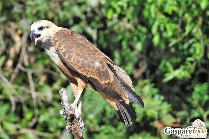 2 Days and 1 Night Pantanal Eco Tour from Cuiabá - Who should choose this Pantanal tour?
