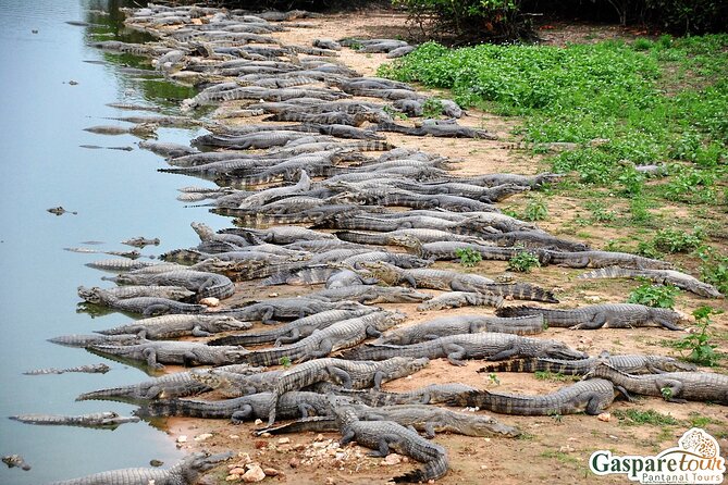 2 Days and 1 Night Pantanal Eco Tour from Cuiabá - Reaching the lodge for lunch and a short break