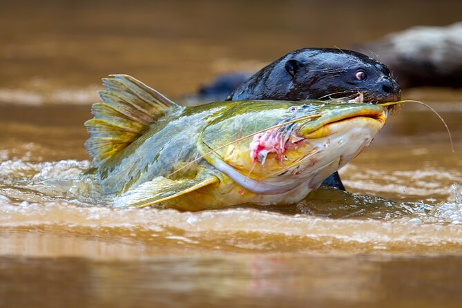 3-day Pantanal Wildlife Tour with accommodation- Departing from Cuiaba - From Cuiabá to Poconé and the Transpantaneira