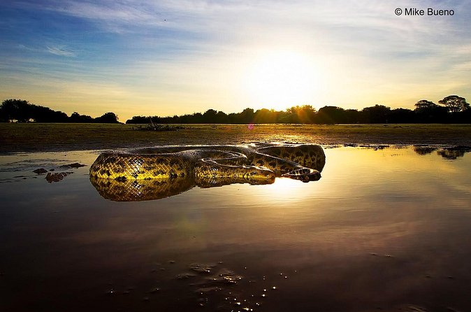 3-day Pantanal Wildlife Tour with accommodation- Departing from Cuiaba - Day 3: one last walk, then back to Cuiabá