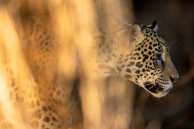 3-day Pantanal Wildlife Tour with accommodation- Departing from Cuiaba - Is $2,548.38 a fair price?