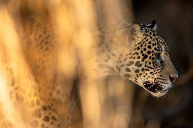 3-day Pantanal Wildlife Tour with accommodation- Departing from Cuiaba - Who should choose this Pantanal trip?