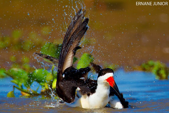 3-day Pantanal Wildlife Tour with accommodation- Departing from Cuiaba - What makes Pousada Piuval a useful base