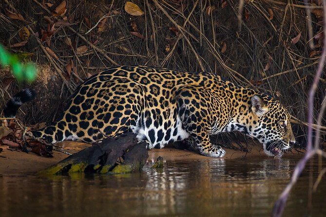 4-day Pantanal Tour with accommodation - Departing from Cuiaba - Key points at a glance