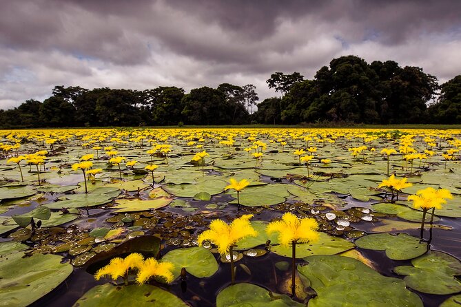 4-day Pantanal Tour with accommodation - Departing from Cuiaba - Pousada Piuval and the first night