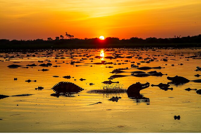 4-day Pantanal Tour with accommodation - Departing from Cuiaba - Guides are the biggest strength