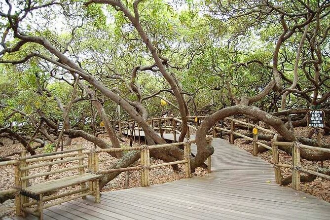 4x4 tour on the South Coast of Natal - Cajueiro de Pirangi and the giant cashew tree