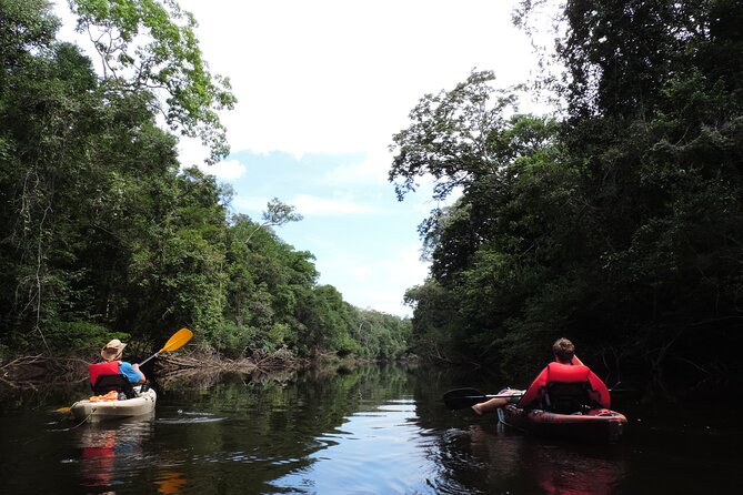 6-Day Guided Kayak Expedition in the Amazon - Day 6: The final 34 kilometers back to Manaus