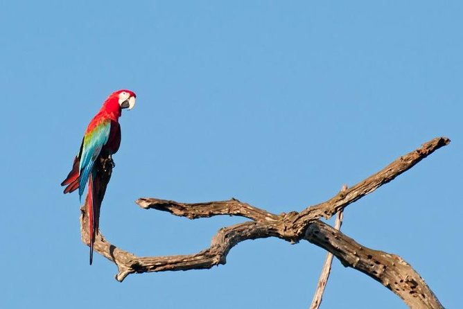 6-Day Pantanal & Bonito Experience - Key points to know before booking