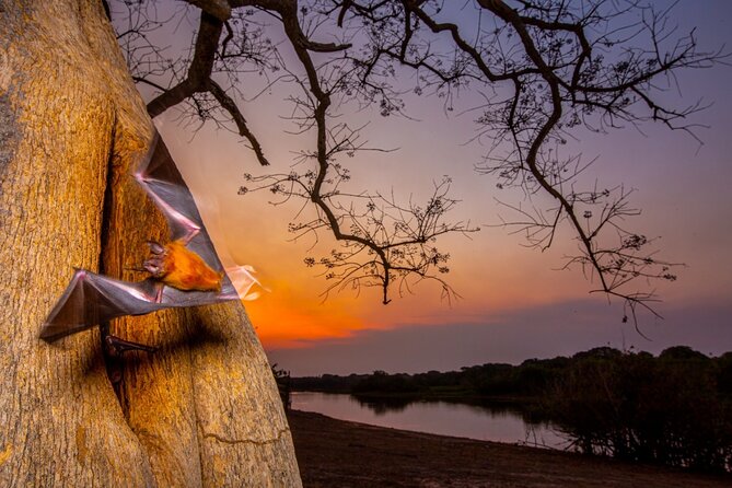 6 Days Pantanal and Jaguar Safari departing from Cuiaba - What you might see besides jaguars