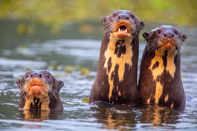 6 Days Pantanal and Jaguar Safari departing from Cuiaba - Is $4,532.25 a fair price?
