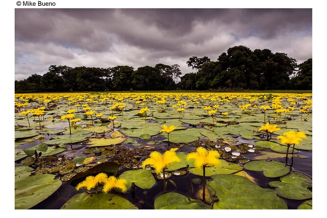 8 Days Jaguars and Pantanal Safari tour - From Cuiabá to Pouso Alegre on Day 1
