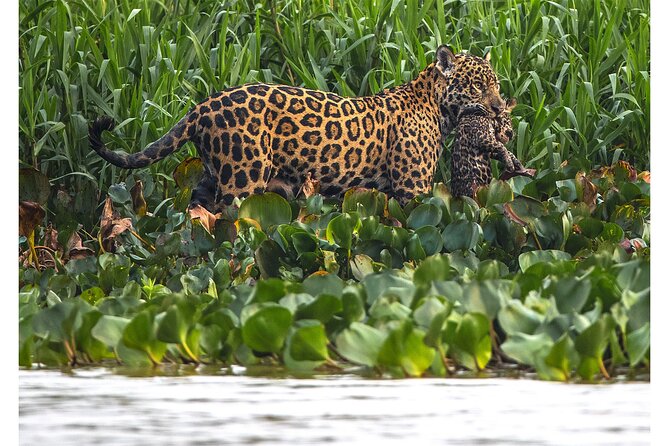 8 Days Jaguars and Pantanal Safari tour - What the $5,644.22 price includes in value