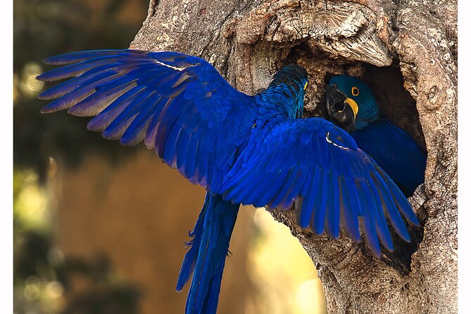8 Days Jaguars and Pantanal Safari tour - A full wildlife day at Pouso Alegre
