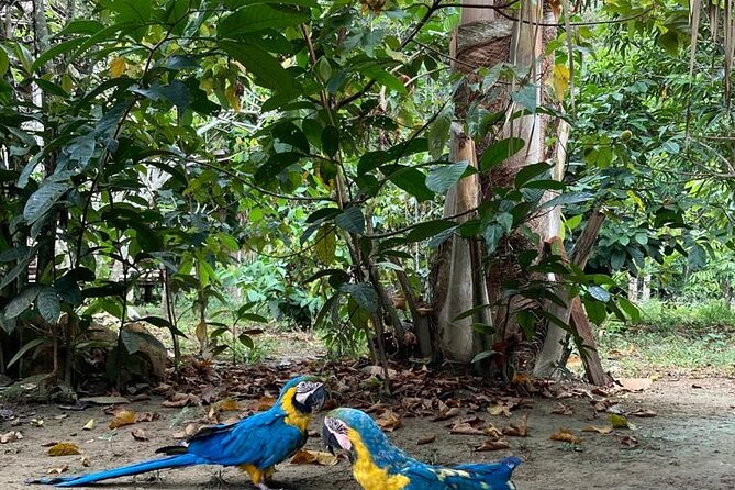 Adventure: 4-hour hike in the Amazon rainforest - A practical Amazon rainforest tour from Manaus