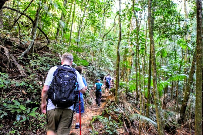 Adventure & History at Tijuca Forest (small group or private) - The hike: 6 kilometers through Atlantic rainforest