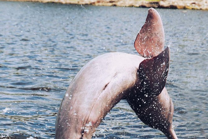 Amazon Experience: meet a native village and swim with porpoises - Five things to know before you go