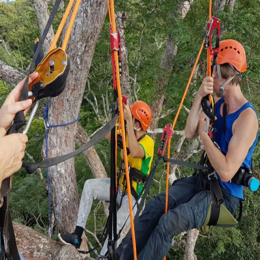 Amazon Jungle 3-Hour Tree Climbing Activity - Views, wind, sunlight, and wildlife