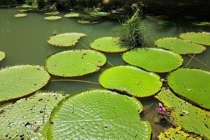 Amazon Natural Museums Combo (INPA and MUSA) - Key points to know before booking