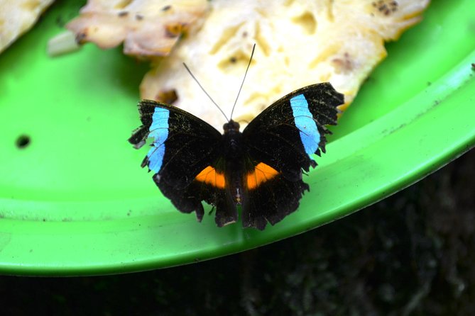 Amazon Natural Museums Combo (INPA and MUSA) - The private transfer and morning schedule