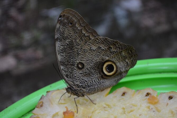 Amazon Natural Museums Combo (INPA and MUSA) - Who will enjoy this tour most