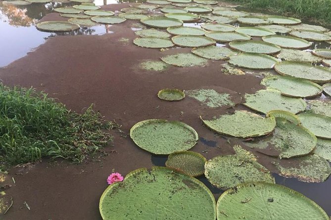 Amazon Private Safari by Tuhiri Eco Tour - Leaving Manaus - Lunch and the value of the private speedboat
