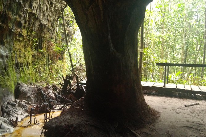 Amazon Rainforest Tour, Trails, Jungle, Caves and Waterfalls - Why this private Manaus day trip works