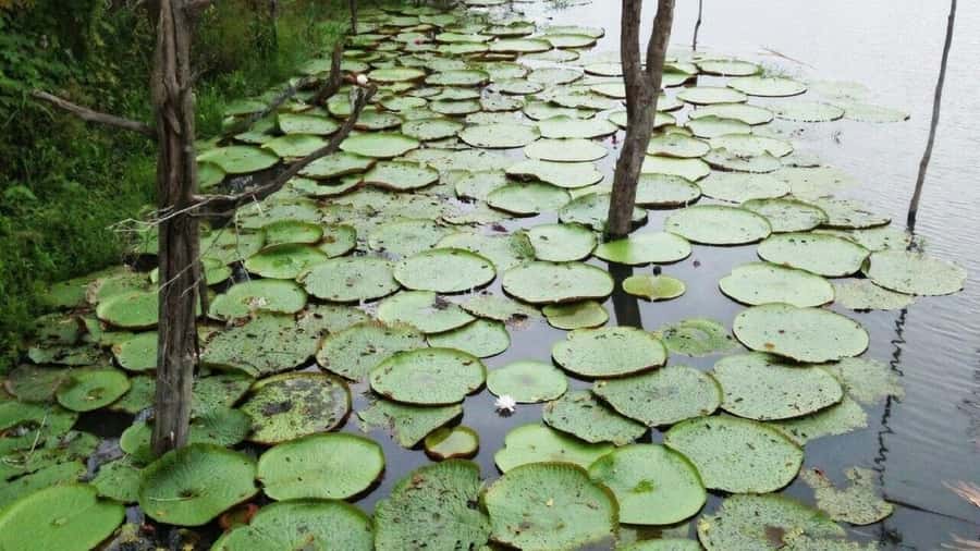 Amazon Safari® Manaus: Day trip on the Amazon River - Meeting the Negro and Solimões Rivers