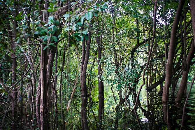 Amazon Survival Tour 4D/3N - A second jungle walk and the return to Manaus