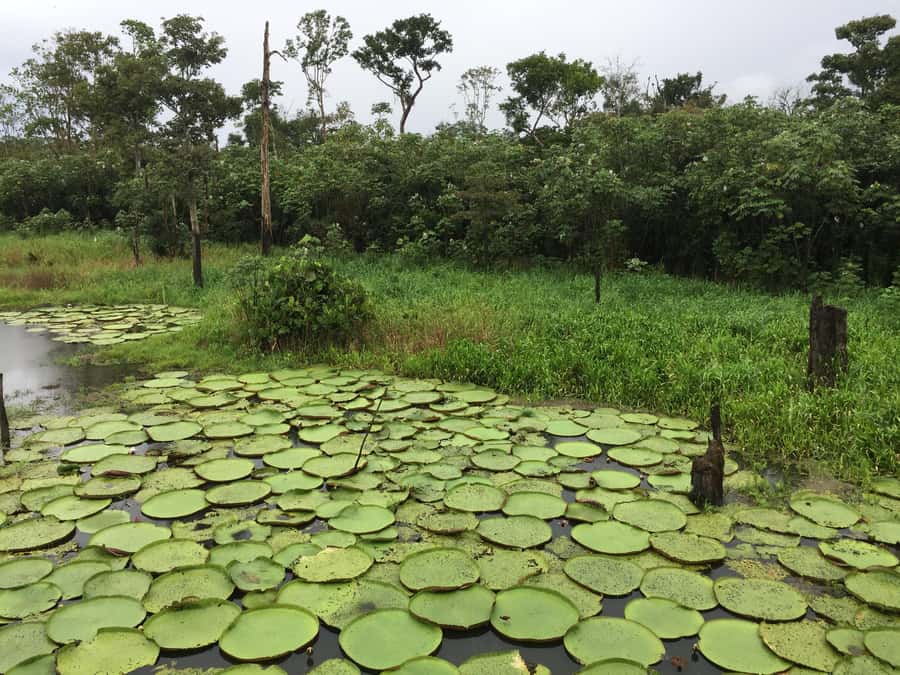 Amazonas: Boat Ride with a Local Amazonian - Meeting the Pirarucu, a giant river fish