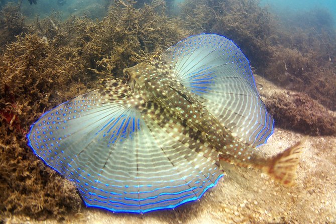 Aqua Aventura - diving for families - Starting at Casa do Turista in Bombinhas
