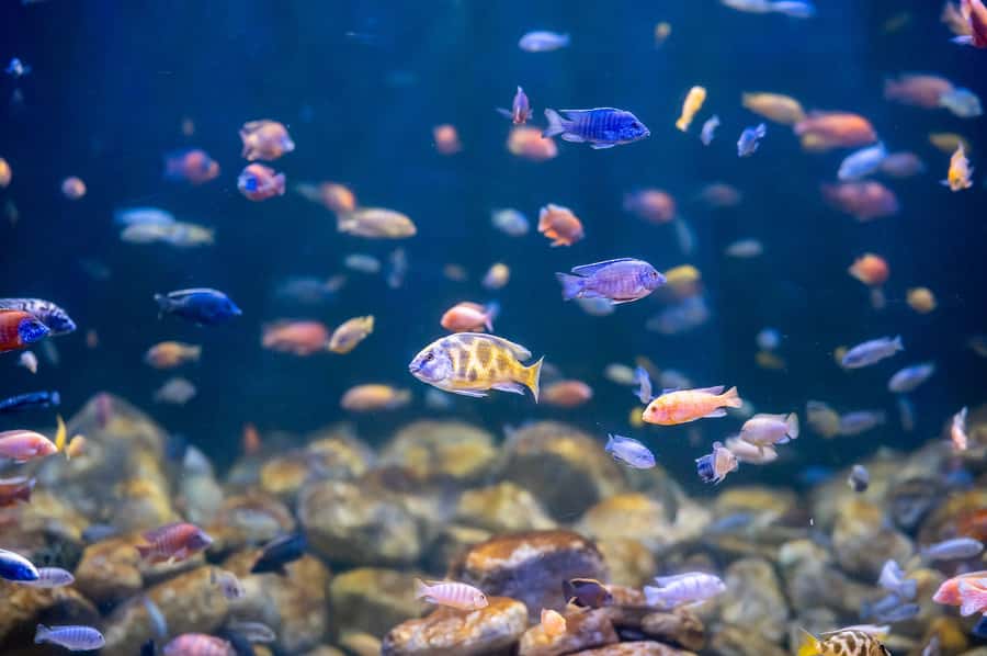 AquaRio and Olympic Boulevard Small Group Tour - Key points to know before you book