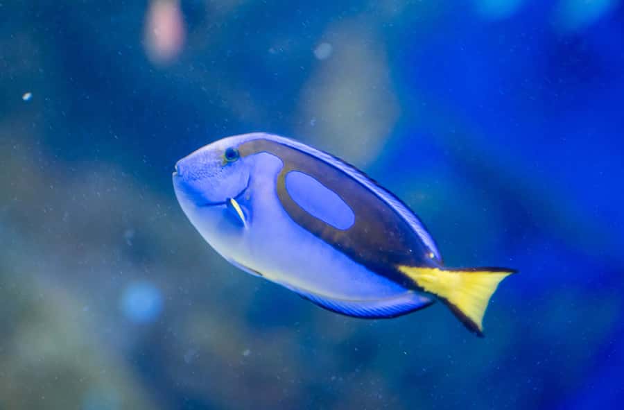 AquaRio and Olympic Boulevard Small Group Tour - A four-hour plan that links sea life and street art