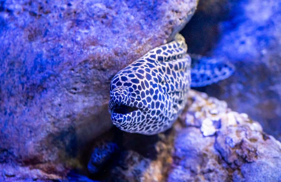 AquaRio and Olympic Boulevard Small Group Tour - The 3.3-million-liter tank and underwater tunnel