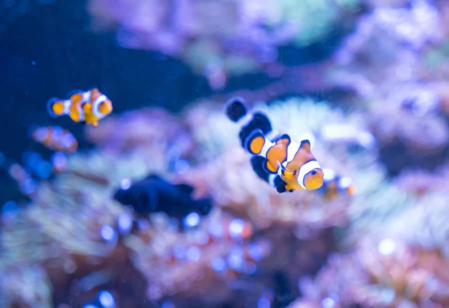 AquaRio and Olympic Boulevard Small Group Tour - Pickup details that can make or break the morning
