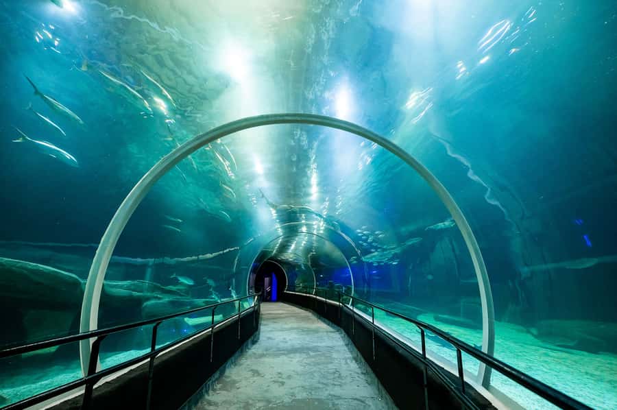 AquaRio and Olympic Boulevard Small Group Tour - Small details that improve the experience