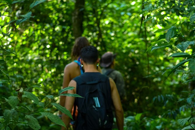 Bathing in the Forest Trail in Foz do Iguaçu - What this forest bathing tour is really about