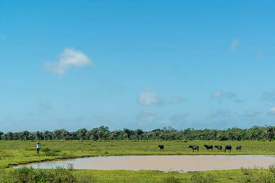 Belém: 2, 3 or 4-Day Marajó Island Excursion with Lodging - The four-day plan: the strongest cultural content
