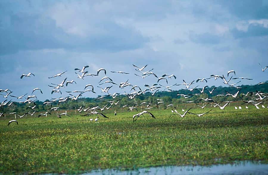 Belém: 2, 3 or 4-Day Marajó Island Excursion with Lodging - Guides can make or break the trip