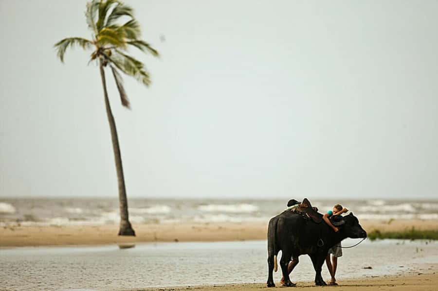 Belém: Marajó Island Day Trip with Buffalo Farm Visit - What makes this Marajó trip worth considering