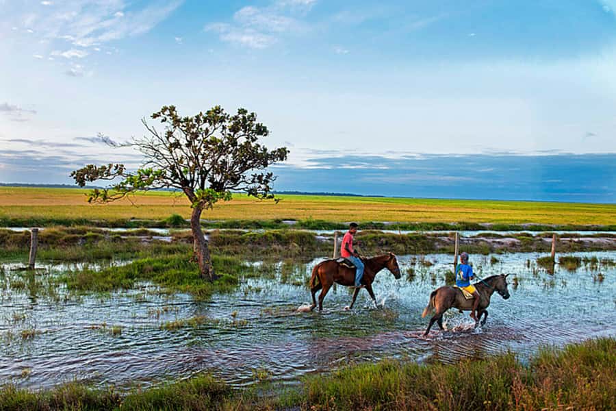 Belém: Marajó Island Day Trip with Buffalo Farm Visit - Who should book this experience?