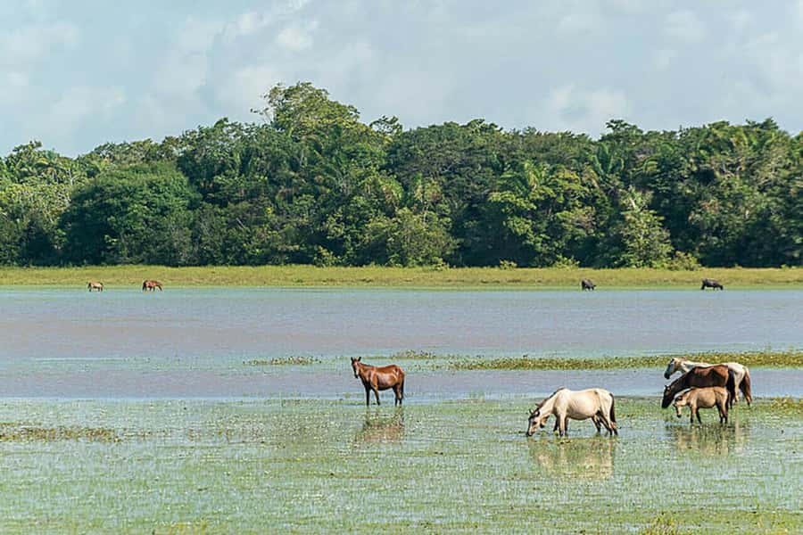 Belém: Marajó Island Day Trip with Buffalo Farm Visit - Salvaterra, açaí, and Grande Beach