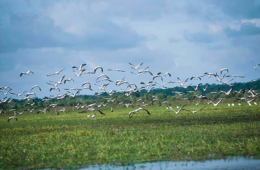 Belém: Marajó Island Day Trip with Buffalo Farm Visit - Is $160 a fair price?