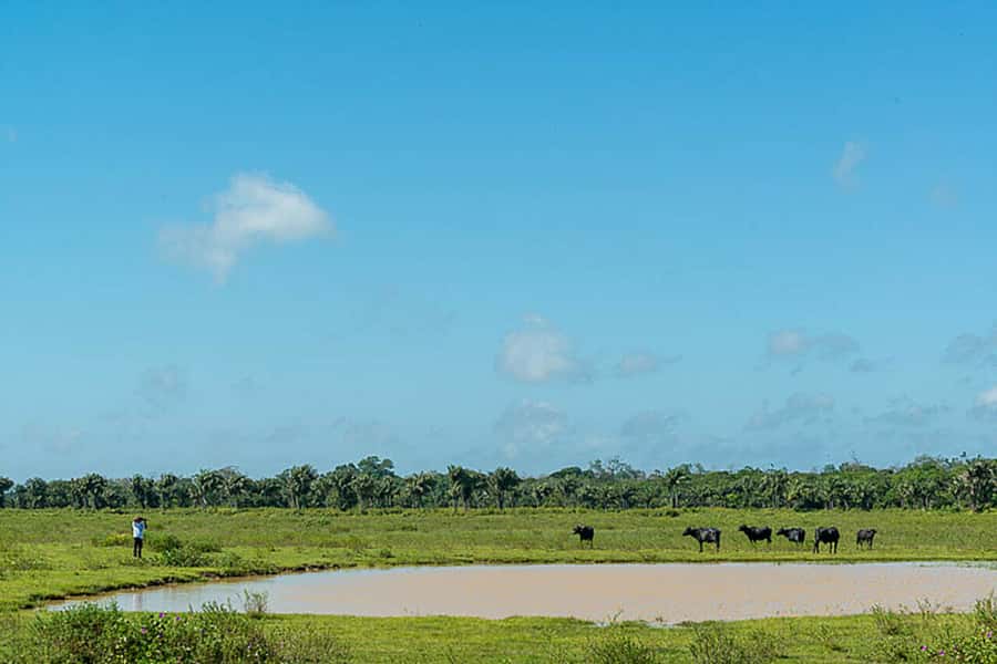 Belém: Marajó Island Day Trip with Buffalo Farm Visit - The long-day tradeoff